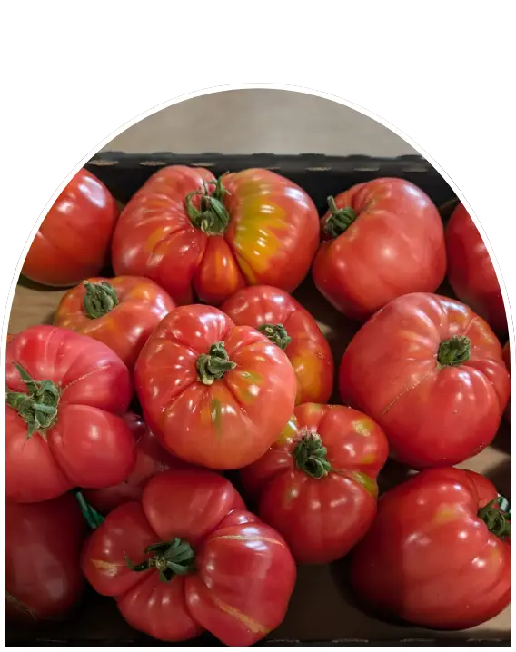 Producteur maraîcher à Varaville | La Ferme du Hôme